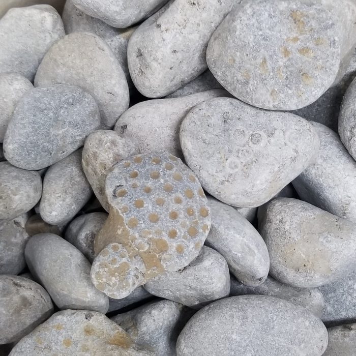 Raw unpolished petoskey stones sold by the pound. Five dollars per pound of unpolished stone purchased.